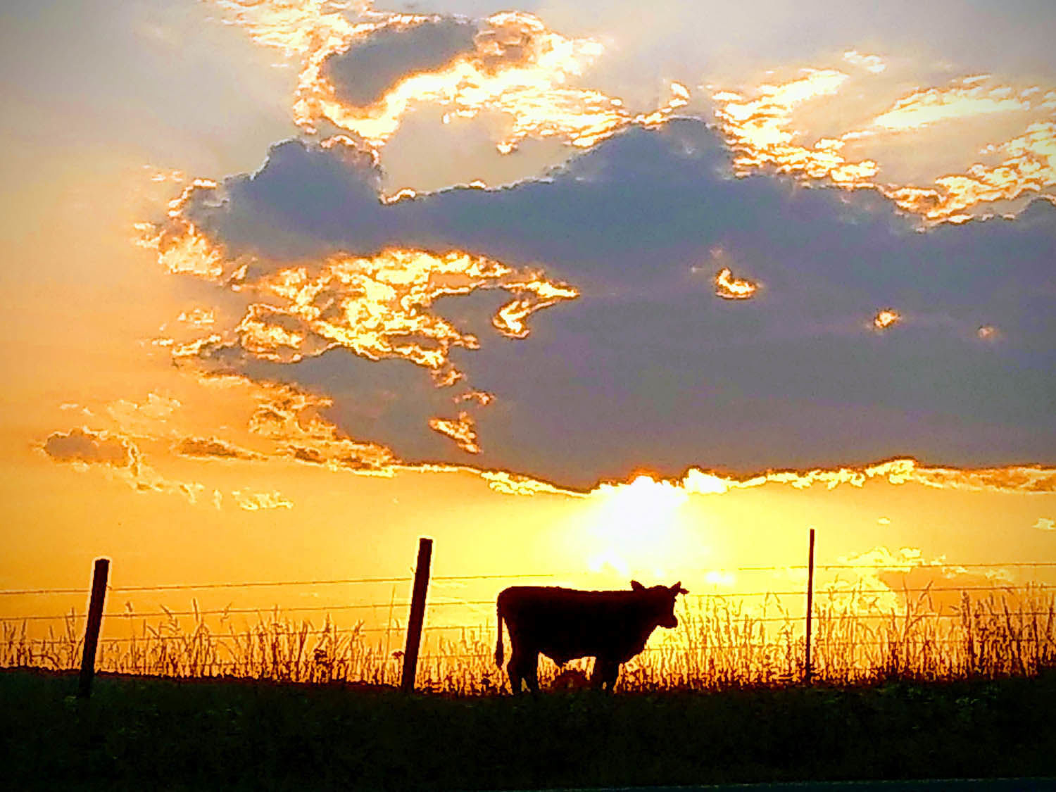 Cow in the sunset